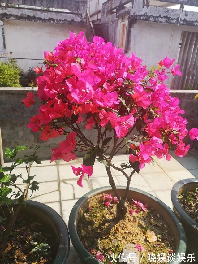 三角梅开花少、不开花学会这“3招”,不出1个月,开成大花球!