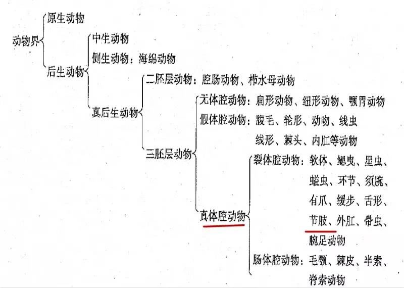 原口动物形成体腔的方式