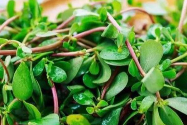 头发|爱吃马齿苋的人有福了,加白酒泡一泡,白发变黑发,还有许多好处