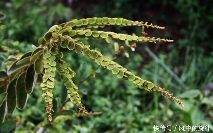 这便是“龙骨草”,如今却少人认识,若您家乡也有,请尽量移植