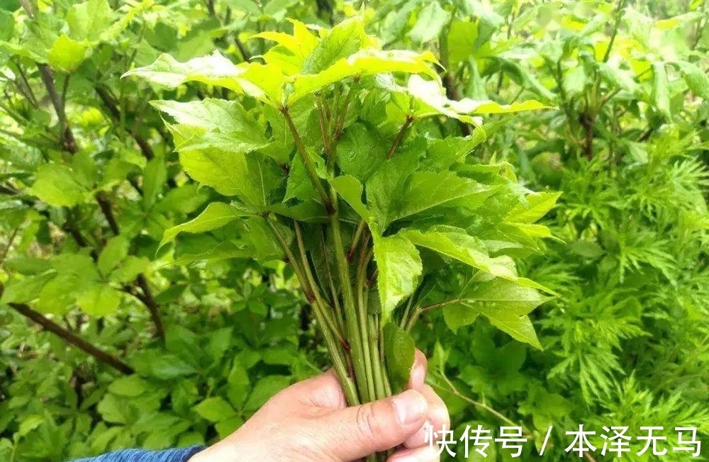 嫩枝|这种山野菜,很多人挖去种,嫩芽好吃苦中回甘,根皮可代替五加皮