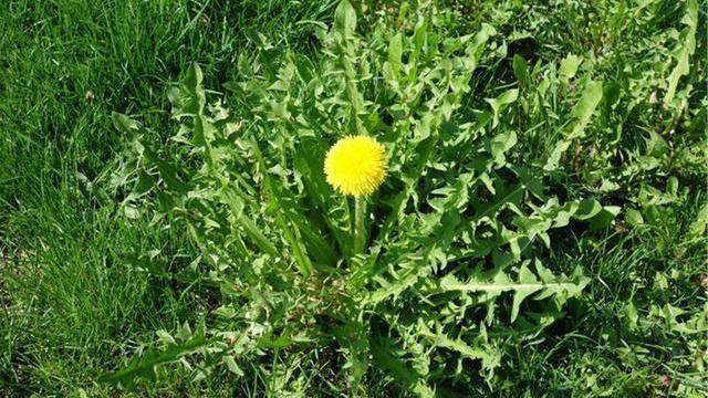 搭配|蒲公英,被称为“药草皇后”,谨记“五搭配、四禁忌”,别再犯错