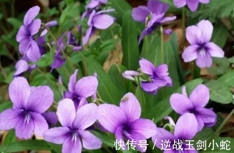 紫色|叶子长得像犁头,开的花是紫色的,遇见挖回家