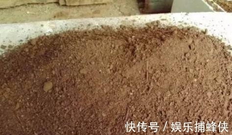 营养土|月季长得好不好配土很关键,这种配土方法比买的营养土都好用!