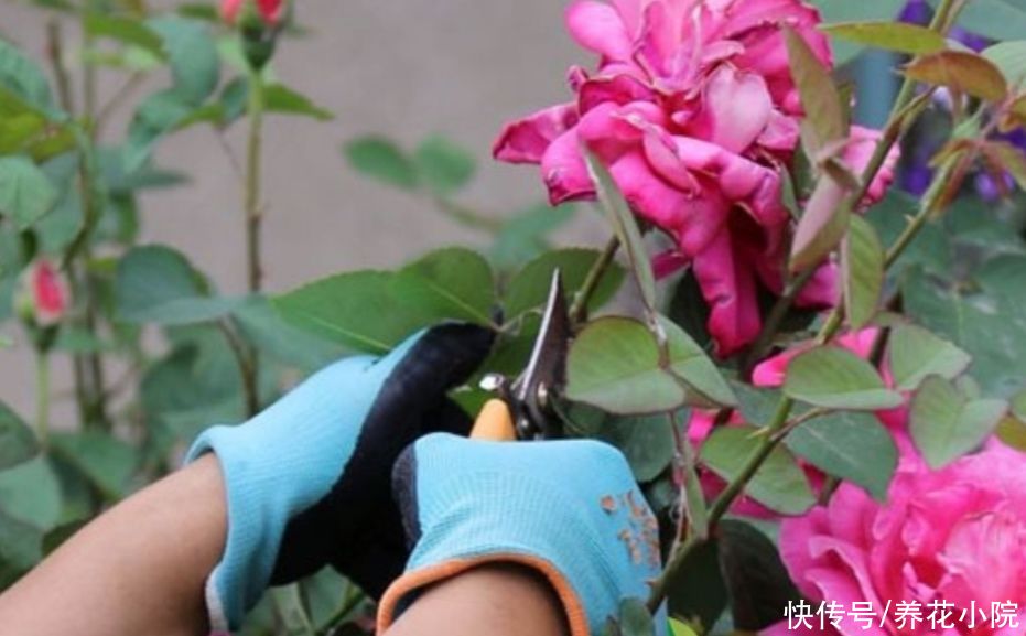 消耗|月季开花越来越少，马上给它做3件事，枝头长满大花苞