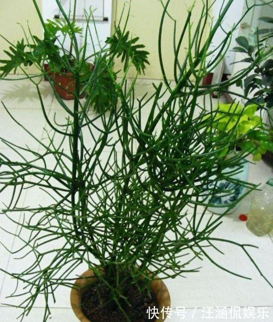 茎干|多肉“光棍树”，毒性与众不同，可远观不可亵玩