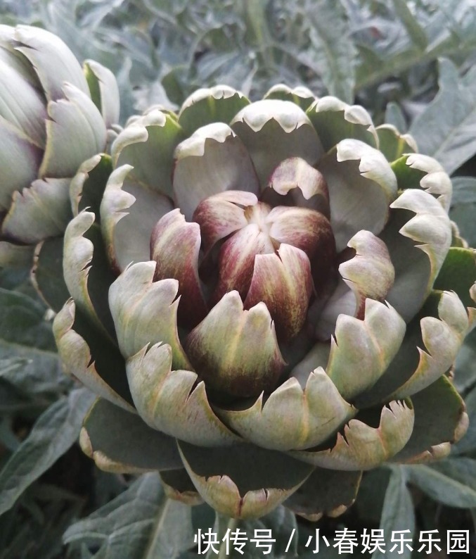 路边没人要的野花,国外人买来当菜吃,开花很美、很受欢迎!