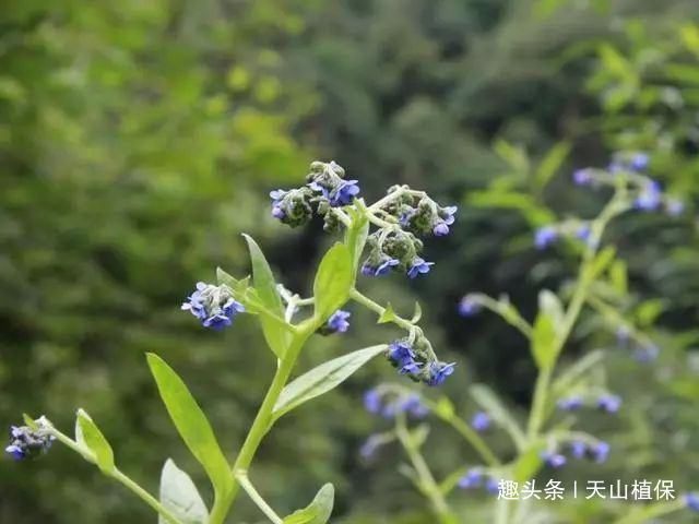 疥疮|农村一种野草，过去民间用它治疥疮，现在用来泡茶，20元一斤