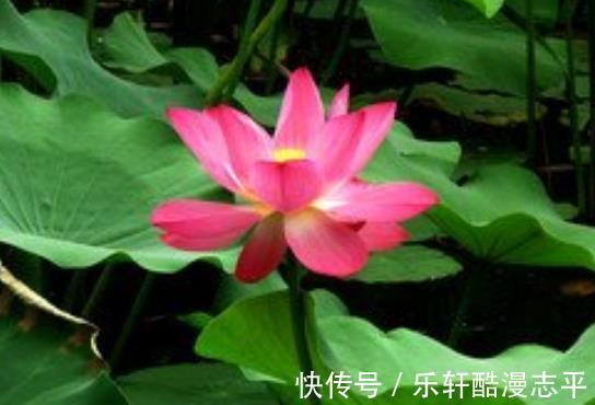 财运|9月上旬，吉星当头，4属相桃花朵朵，横财涨、贵人帮，步步高升