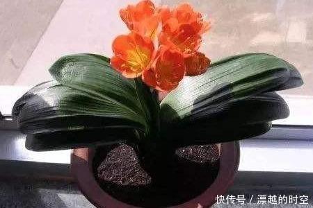 土壤|君子兰浇水,掐准“时间”,不早不晚“刚刚好”,养出肥厚好叶片