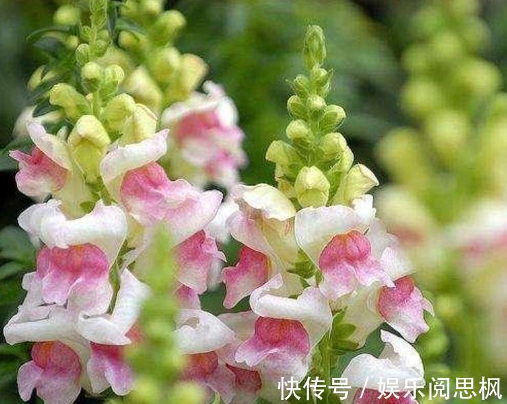 家里阳台必养此款花卉,花期长达200天,盆盆能开上百朵,太美了