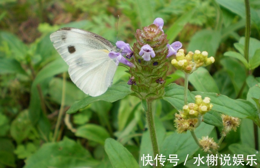 生肖女|有苦往肚子咽的三个生肖女，容易受伤却从不说，总会有人心疼你的