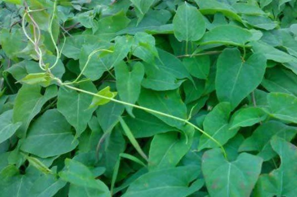 田間這四種野菜個(gè)個(gè)是寶，不僅能清熱解暑，而且還活血化瘀