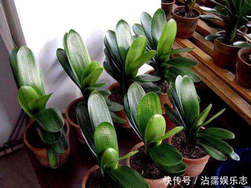 剑叶石蒜|君子兰是“懒汉”，要懒养，不黄叶不烂根，年年开花多，美呆了