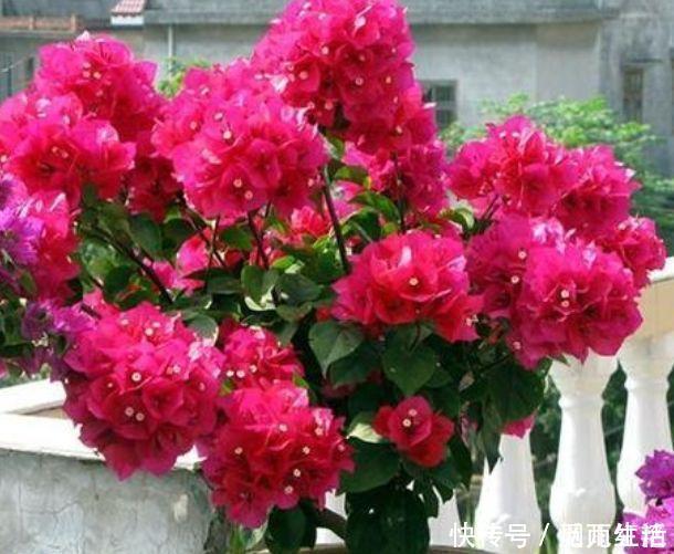 颜值超高|4款花卉养在家里,便宜又好养,简单易成活,颜值超高的