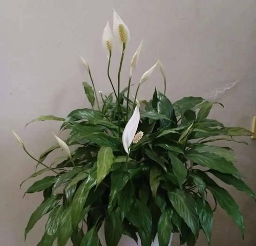 水培 土培 半水半土培育花草 挑选花盆花土 该注意这些 粉紫色