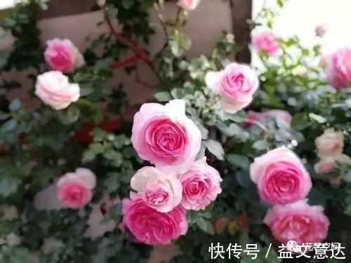 邻居李爷爷,用一堆垃圾养花,不到一年,阳台变成小花园!