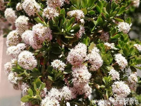 4种花有灵性,平时难开花,一有好事就开花!