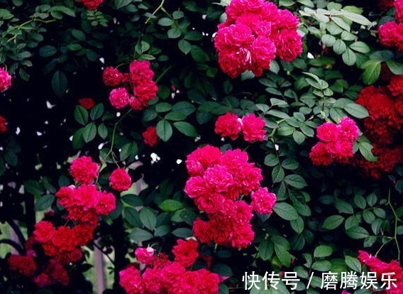 丢掉绿萝!养盆它,比月季好看,比茉莉更香,花开200天,好养活