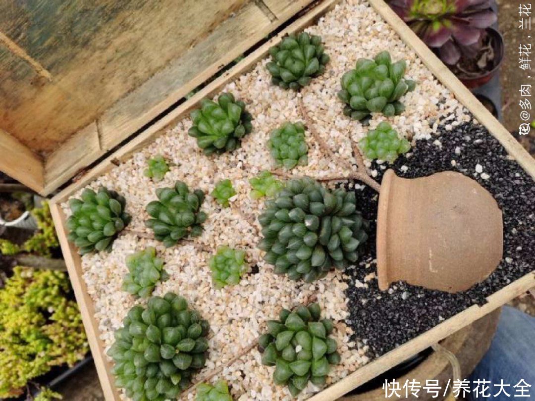 过完年，垃圾桶周围多了不少花，又要开始捡破烂儿了