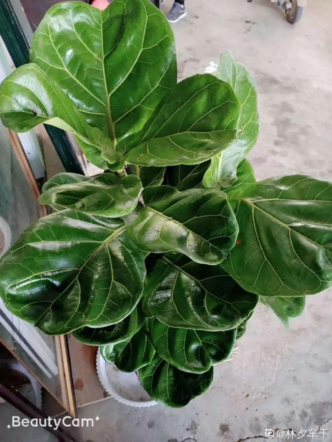 鸭掌木|15种大型绿植,净化空气除异味,摆客厅太气派!