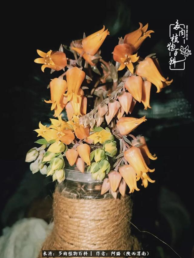 这些年养的那些多肉！附靠谱的多肉度夏小技巧！