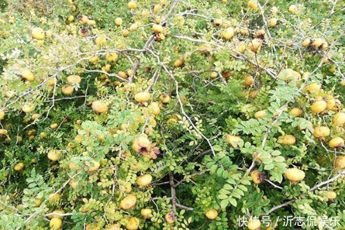 美丹|此果渾身帶刺，但尤其適合女性吃，能延緩衰老，淡化色斑