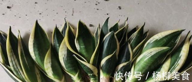 养了1年的虎皮兰,盆都挤爆了,教你1个小方法,一盆变多盆