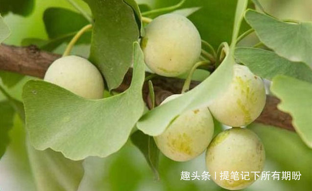 抗衰|长寿老人都爱吃的4种养生食物，补充营养，排毒抗衰，增强免疫力