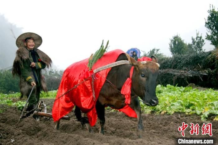 鞭春牛|千年习俗衍生新玩法 浙江衢州举办“云上·九华立春祭”