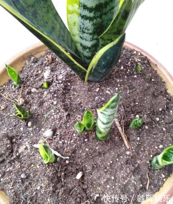 华友们|打开虎皮兰这个神秘机关,疯狂冒芽摁不住,简直把盆撑炸!