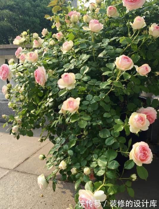 叶绿花艳|月季这样养，花开越多，花朵越大，花苞挂满枝头