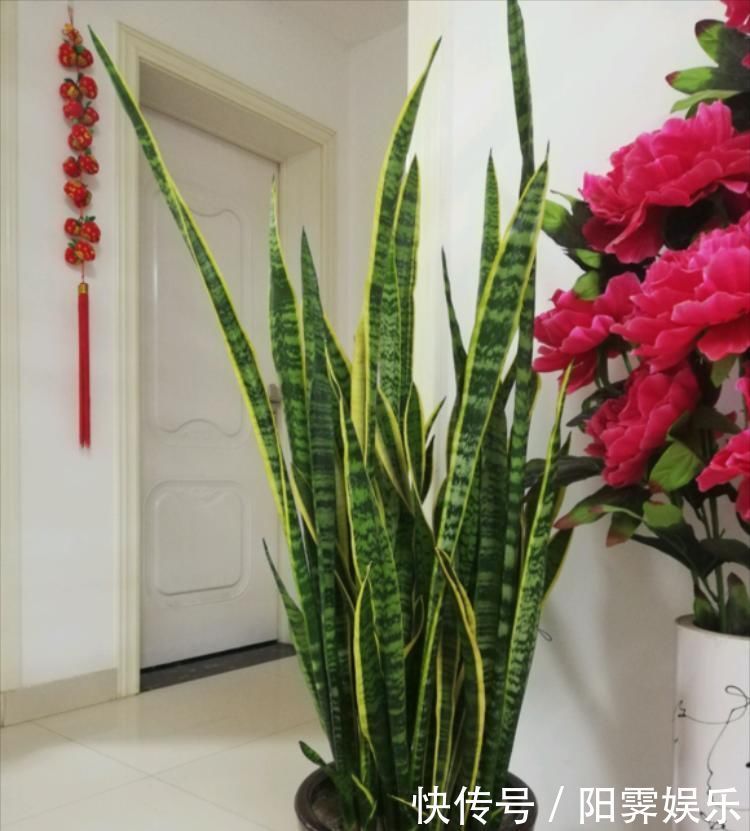 三种花,放在室内养高端大气上档次,关键是还吸甲醛,尽量养一盆