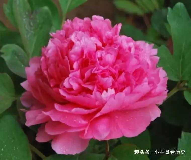 此花色泽艳丽,花形丰满端正,如同一顶皇冠,引来嗅香的蝴蝶