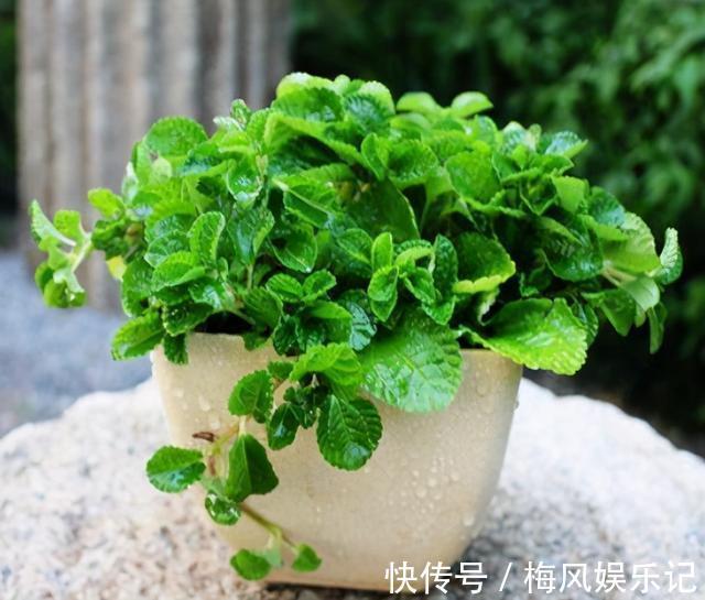 枸杞|注重养生之人都养4种花,养花等于“养身体”,好养又好看