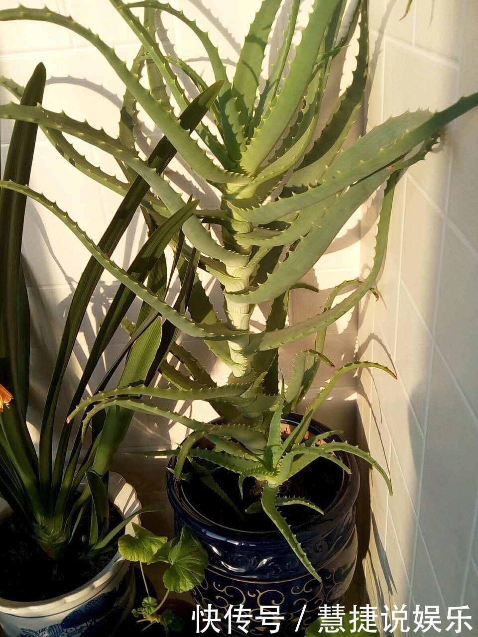 这花10块钱买一盆,养2年变老桩,叶子密、开花旺,每家都有