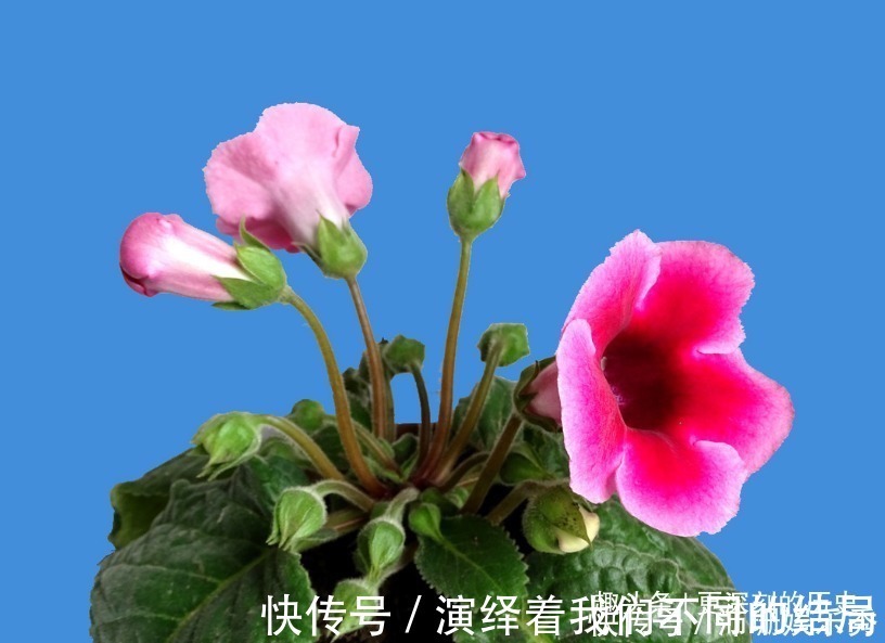 此花人人见了都夸美,是优良的观赏花卉之一,代表着华美和欲望