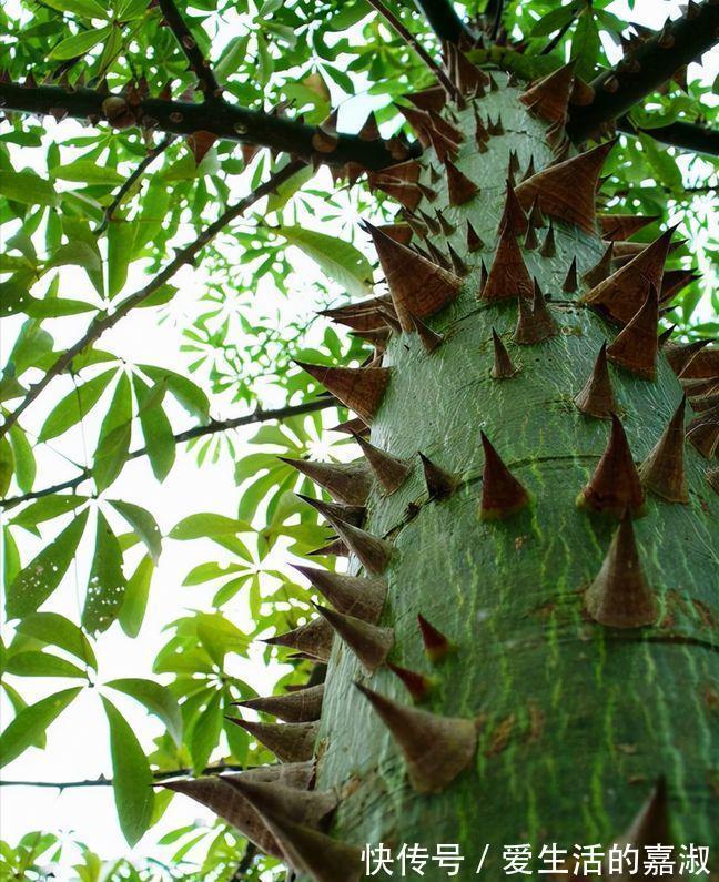 金皮树|认识植物界的“六大毒树”,看到“绕道走”,涨知识不吃亏