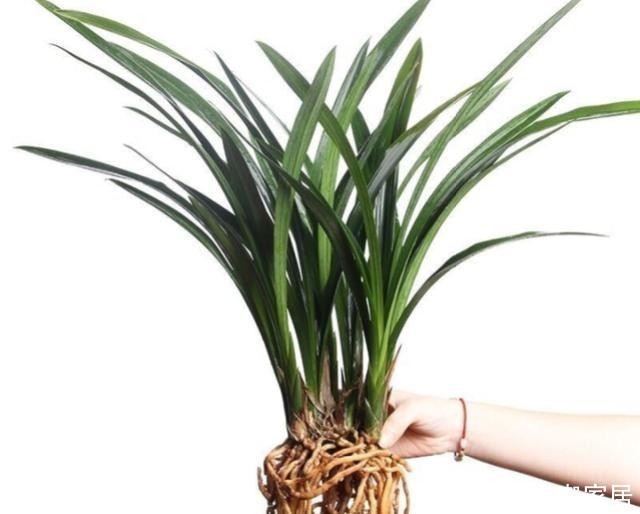 养护|墨兰开花后怎么养护花色娇艳?