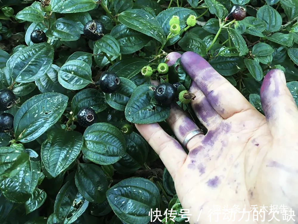 农民们|浑身是刺,吃了舌头会变黑,却是高钙野果,如今市场30元一斤