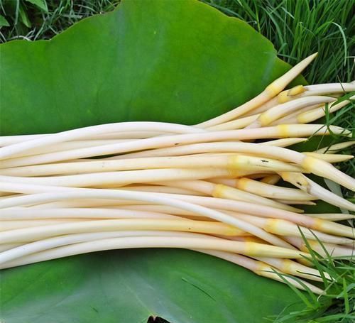 西红柿|会吃的人最健康，3种食物离不开，排毒养颜，增强体质！