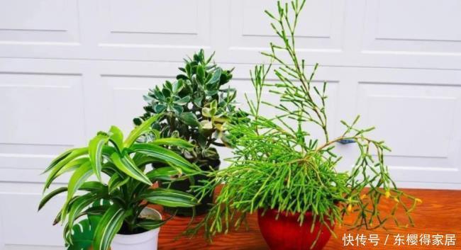 没有养花的容器、肥料?将它们“废物利用”省钱,植物长势更好