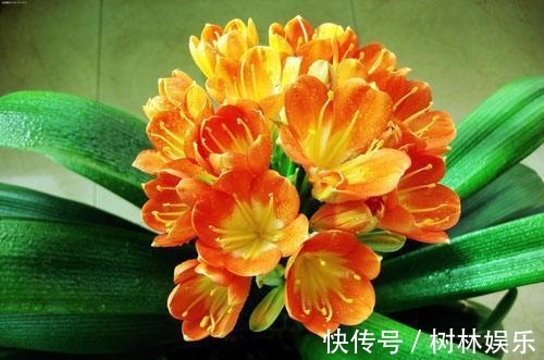 兰花|君子兰不开花大爷有“妙招”，花朵蹭蹭冒，叶片绿油像打蜡一样