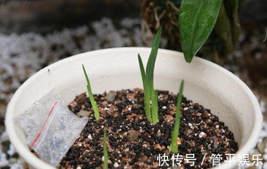 花儿|好养、好美的“4种花”,种下就活,连年开花,能养一辈子