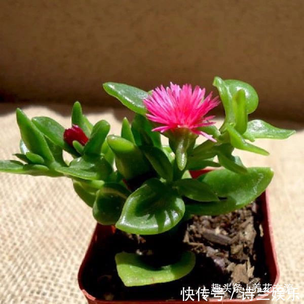 多肉植物|叶子娇嫩诱人的牡丹吊兰，以前被当野菜炒，转身变家里宝贝的盆栽