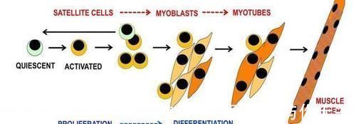 毛罗|为什么撸铁这类锻炼才能有效增肌?增肌的原理是什么?
