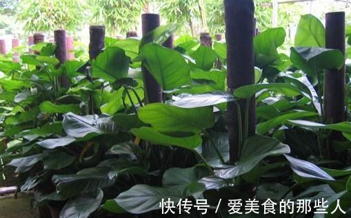 4种药片过期不要扔,教你此样做,养花效果好,谁用谁知道