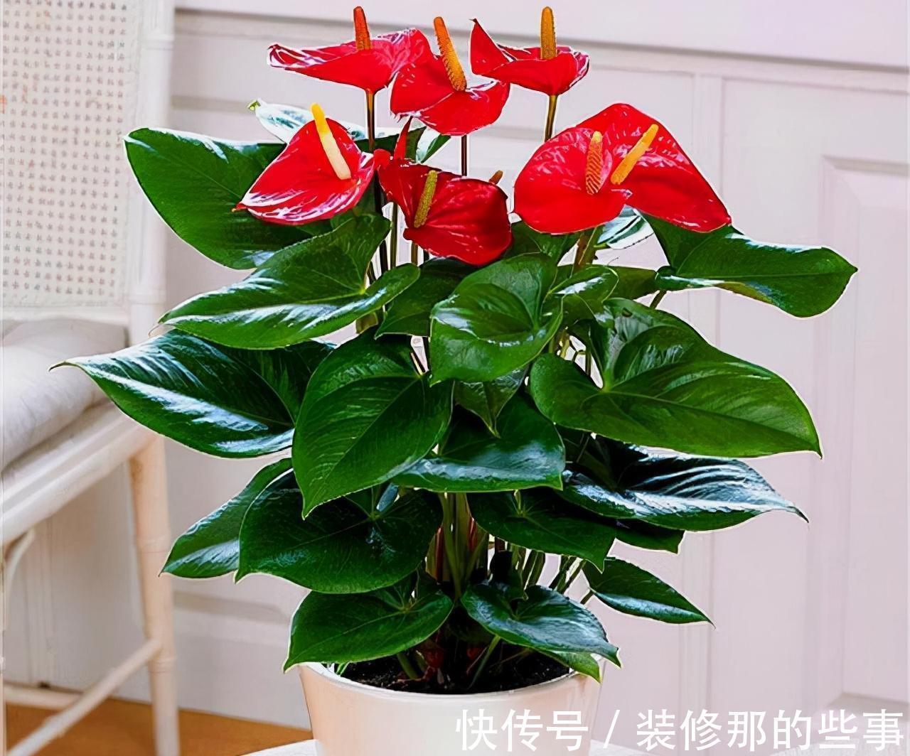 晒伤|适合客厅养的“4种花”,少晒太阳、少浇水,开花越旺“人也旺”