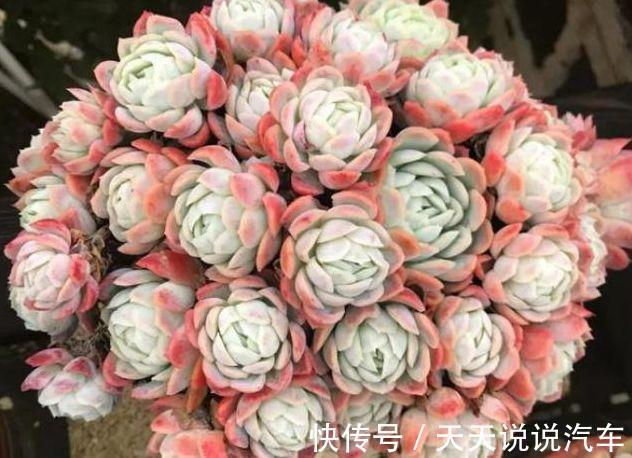 农历9月30日霜降后,养什么花?以下3种花,吉祥如意福气盈盈