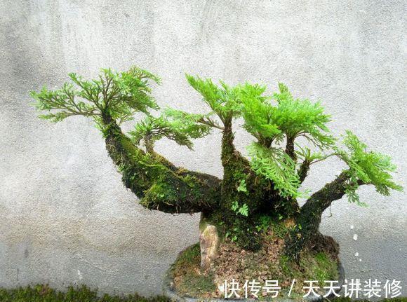 适应能力|此种打不死的野草南北通杀，做成盆景不仅造型怪异，还能美容